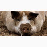 Продам свиней живым весом 1, 2 котегории