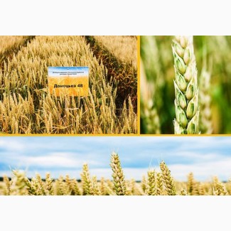 Семена озимой пшеницы Донецкая 48 РР2, урожайность 79-94 ц/га