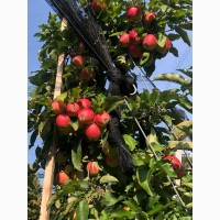 Продам яблоки, Гала Маст, Лиголь урожая 2021 г. Немиров, Винницкая обл