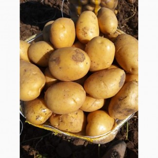 Продам картофель (картошку) Беларусь, Турция