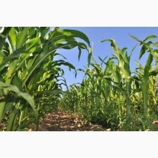 Гибрид Мадиво ФАО 340 семена кукурузы