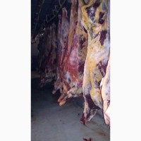 Фото 6. Продам говядину и говяжью блочку от производителя
