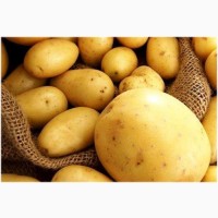 Покупаем картофель от 20 тонн по всей Украине. Самовывоз