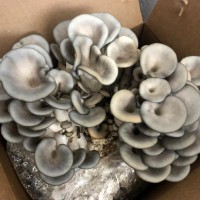 Грибная грядка, грибная коробка, грибная мини ферма, грибы на кухне