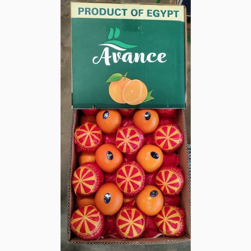 Фото 20. Качественный египетский летний апельсин