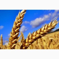 Закупка пшеницы