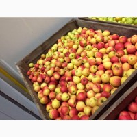 Продам оптом яблоки фрешованные из холодильника