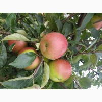 Продам яблука зимових сортів з власного саду 2021 року