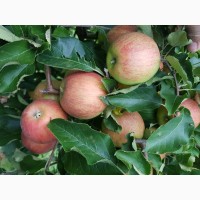 Продам яблука зимових сортів з власного саду 2021 року