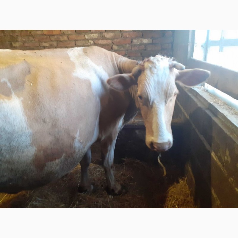 Фото 2. Продам корову сименталку тільна 7 місяців