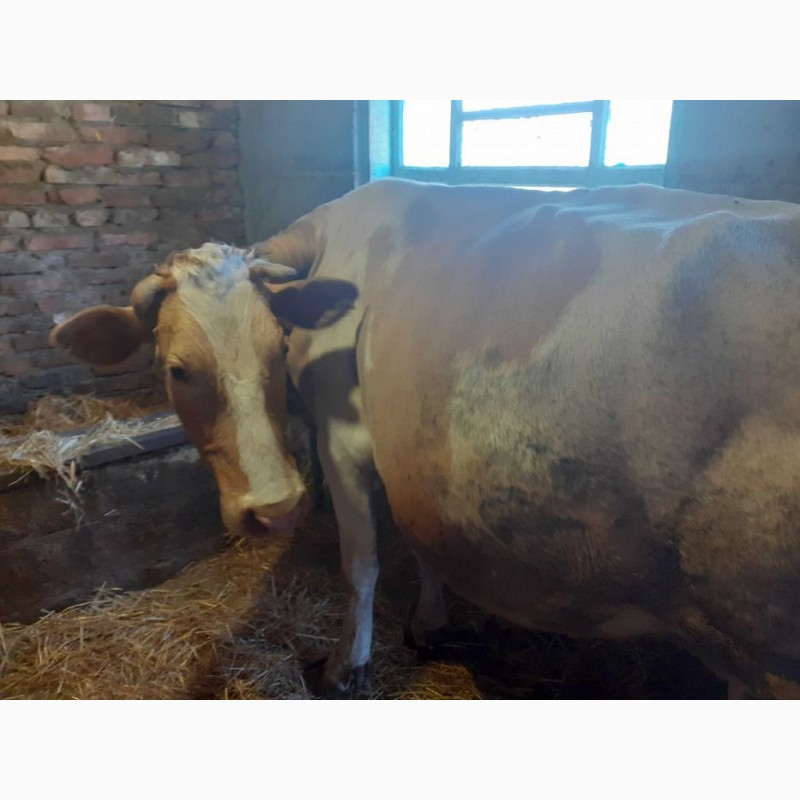 Фото 3. Продам корову сименталку тільна 7 місяців