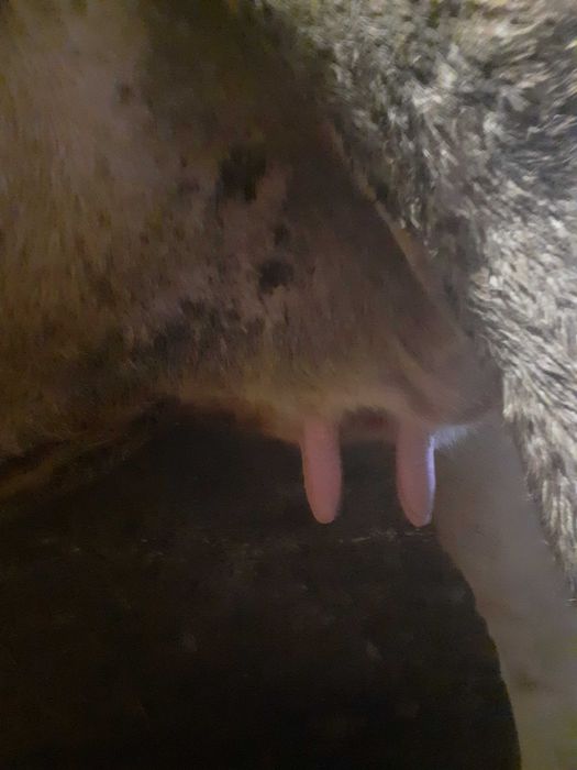 Фото 4. Продам корову сименталку тільна 7 місяців