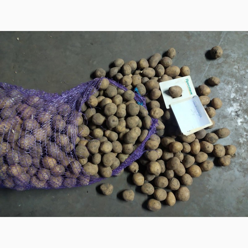 Фото 2. Картопля від виробника продам з овочесховища