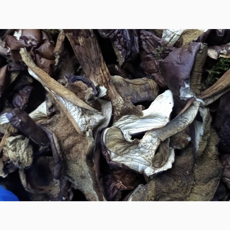 Фото 4. Підосиновик, підберезовик сушені гриби Закарпаття