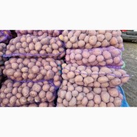 Продам товарный картофель в Каменском