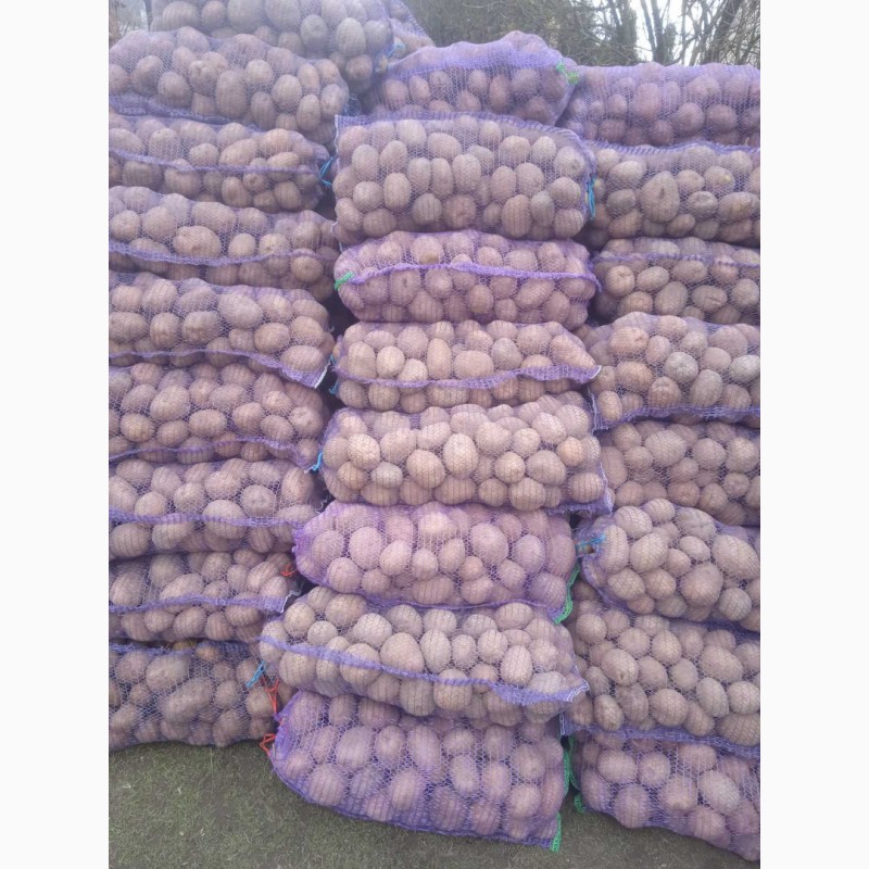 Фото 2. Продам товарный картофель в Каменском