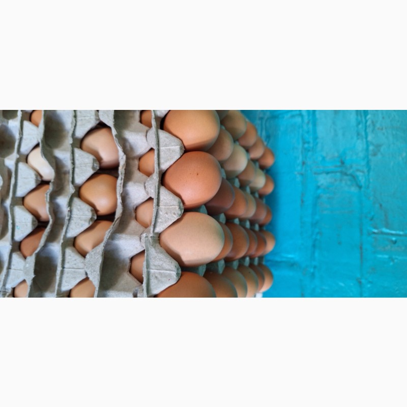 Фото 2. Продам курячі яйця