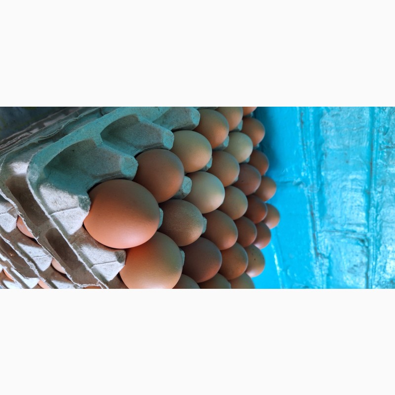 Фото 3. Продам курячі яйця