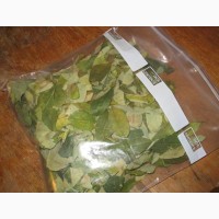 Buy fresh Coca Seeds and coca leaves online