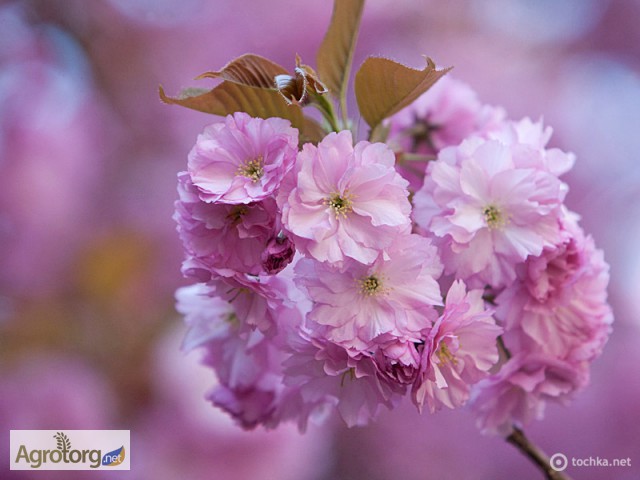 Фото 3. Продам саженцы Сакур (японская вишня, Sakura Kanzan)