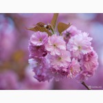 Продам саженцы Сакур (японская вишня, Sakura Kanzan)