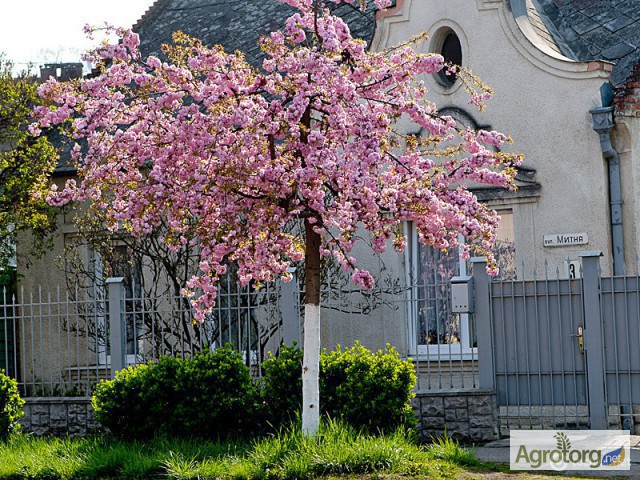Фото 4. Продам саженцы Сакур (японская вишня, Sakura Kanzan)