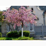 Продам саженцы Сакур (японская вишня, Sakura Kanzan)