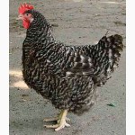 Реализуем суточных цыплят-несушки Супер харко