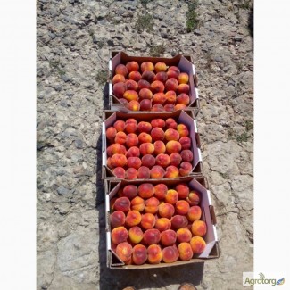 Продам персик абрикос