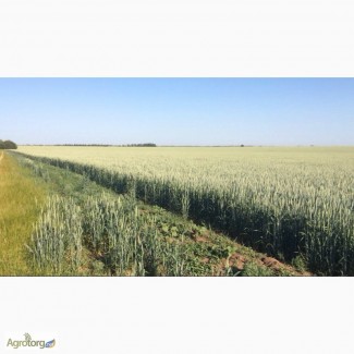 Продам посевной материал канадской пшеницы TESLA. ЦЕНА СНИЖЕНА