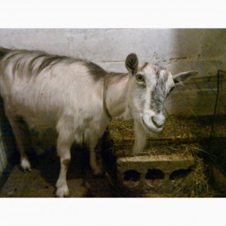 Продам дойную безрогую козу, погуляная, Новопрокровка, 20 км от Харькова