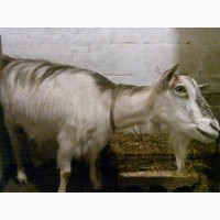 Продам дойную безрогую козу, погуляная, Новопрокровка, 20 км от Харькова