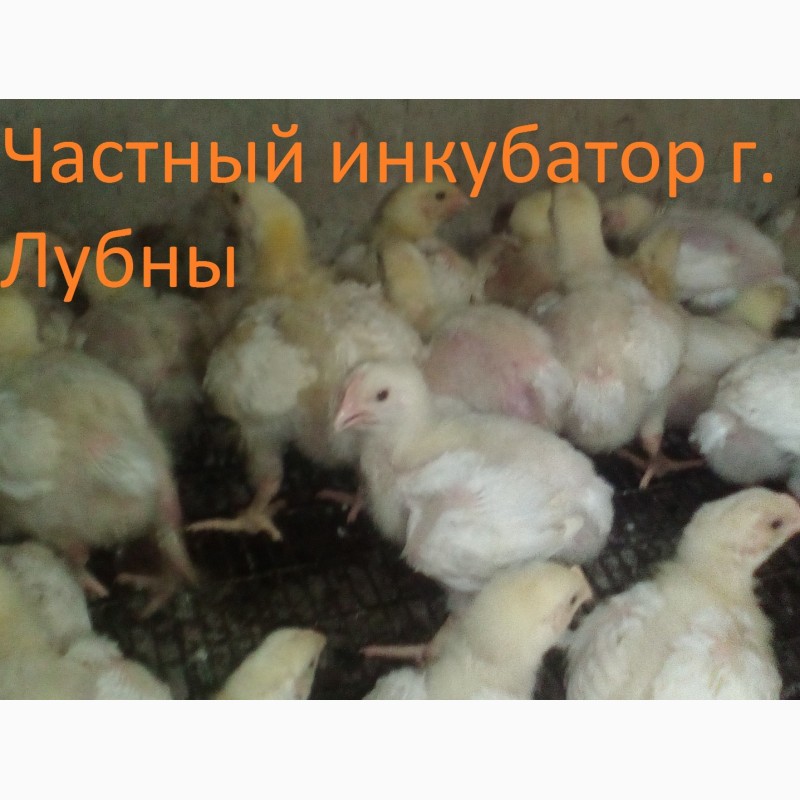 Фото 2. Цыплята бройлера КОББ 500, РОС 308 (подросток)