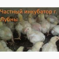 Цыплята бройлера КОББ 500, РОС 308 (подросток)