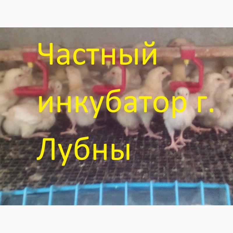Фото 3. Цыплята бройлера КОББ 500, РОС 308 (подросток)