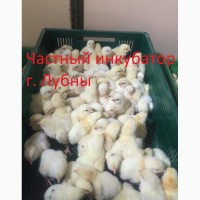 Цыплята бройлера КОББ 500, РОС 308 (подросток)
