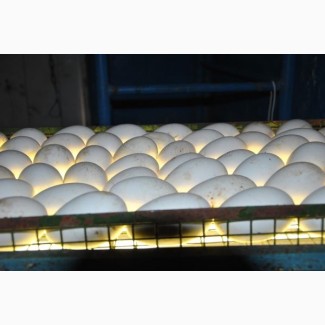 Гусиные яйца для инкубации. Белые легарт и крупные серые