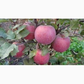 Саджанці яблуні Фуджі Кіку 8 щеплені на карликовій підщепі М 9