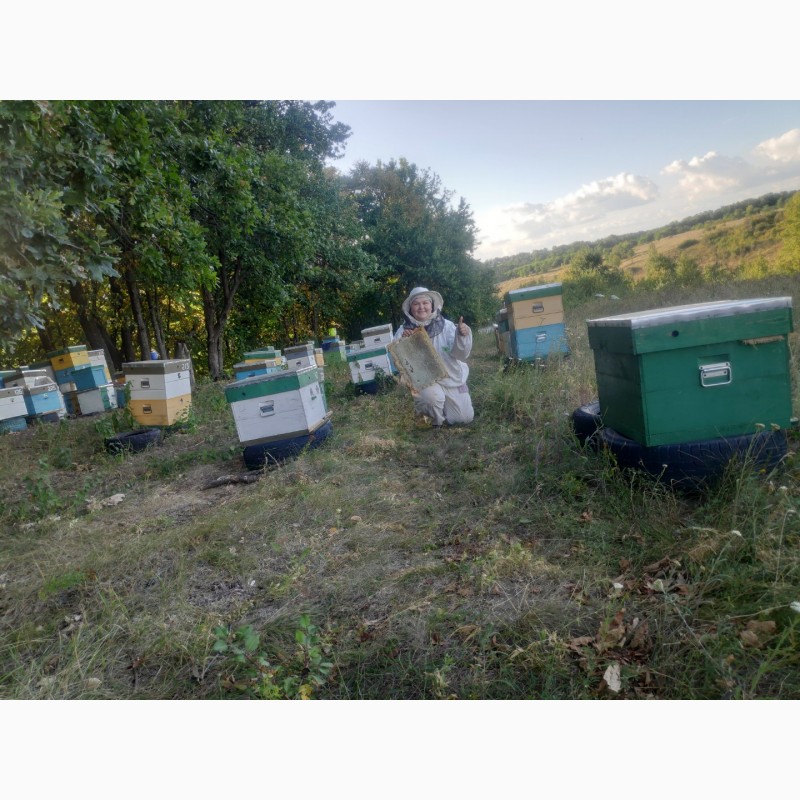 Фото 2. Плідні мічені матки української степової бджоли
