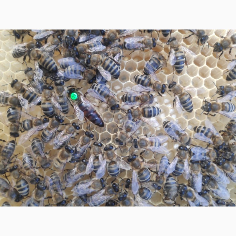 Фото 3. Плідні мічені матки української степової бджоли