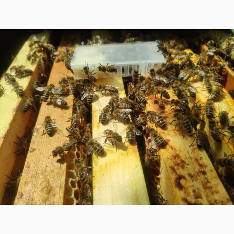 Фото 4. Плідні мічені матки української степової бджоли
