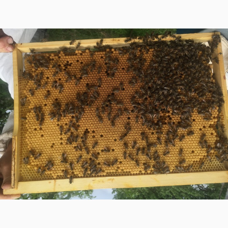Фото 5. Плідні мічені матки української степової бджоли