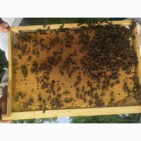 Плідні мічені матки української степової бджоли