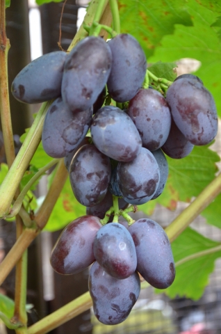Цимус виноград описание сорта фото