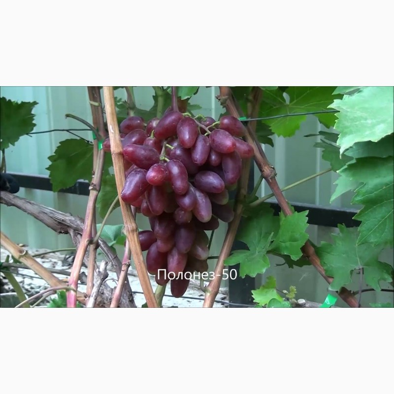 Фото 2. Чубуки лоза черенки винограда