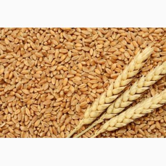 Закупаем пшеницу и другие зерновые культуры
