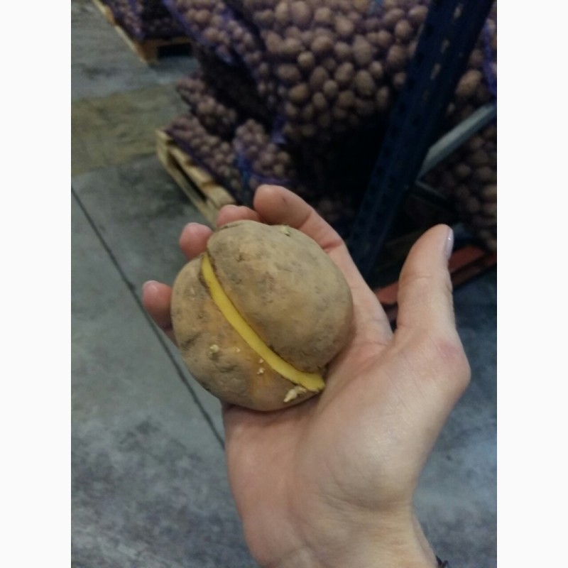 Фото 2. Продам картофель товарный