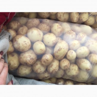 Картофель новый урожай