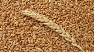 Фото 2. Закупка пшеницы. Крупный опт