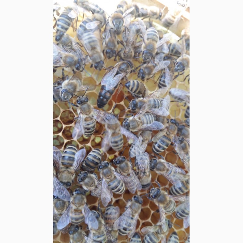 Фото 2. Плідна бджоломатка Карпатка